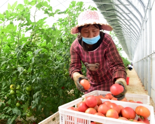 李克強指確保實現脫貧攻堅目標,促進農業豐收農民增收。新華社圖片