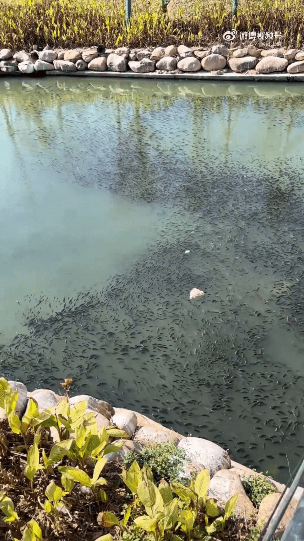 影片拍攝者表示，自己兒子拿了一塊石頭扔下去，砸死了四條魚。