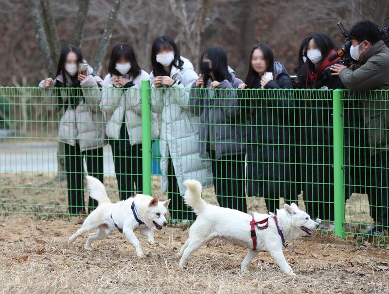 两只丰山犬非常受欢迎。