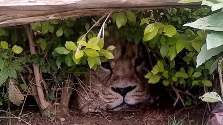 当狮子图案的胶袋放在地上时，几可乱真。 Kenya Wildlife Service twitter图片