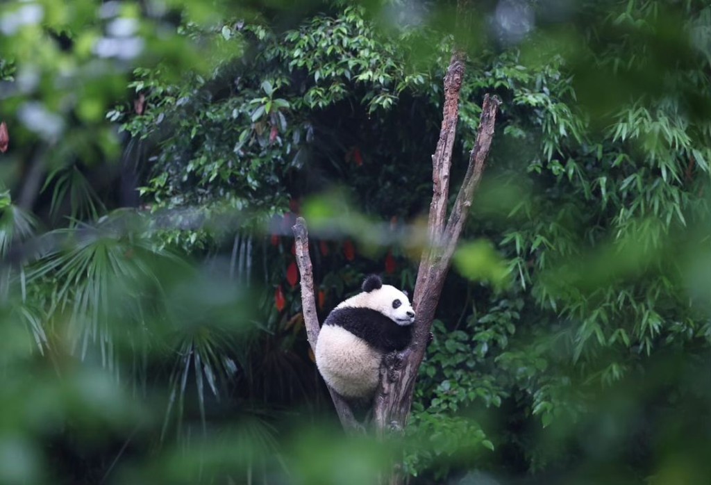 李家超承諾全力作好準備，讓大熊貓能盡早、妥善地送到香港。
