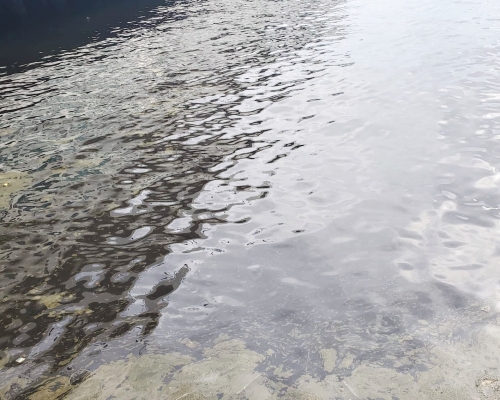 尖沙嘴海港城對開海面出現大片黃白色泡沫，疑是紅潮。