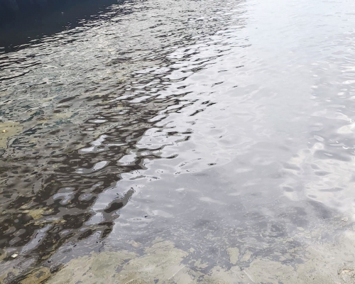 尖沙嘴海港城對開海面出現大片黃白色泡沫,疑是紅潮。