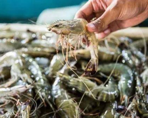 厄瓜多尔进口冻虾再验出病毒。 网图