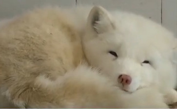 樣子萌萌的白狐,被以為是大型犬。