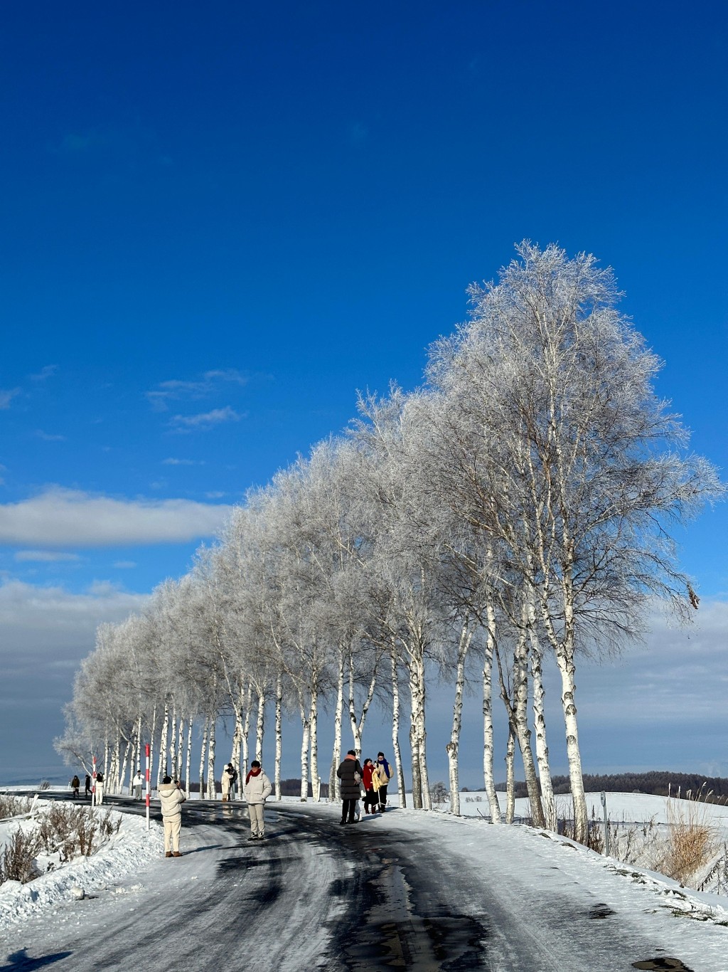 北海道「七星之樹」旁的白樺樹原貌