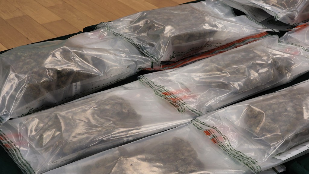 海關檢獲130萬元的懷疑大麻花。 海關檢獲130萬元的懷疑大麻花。