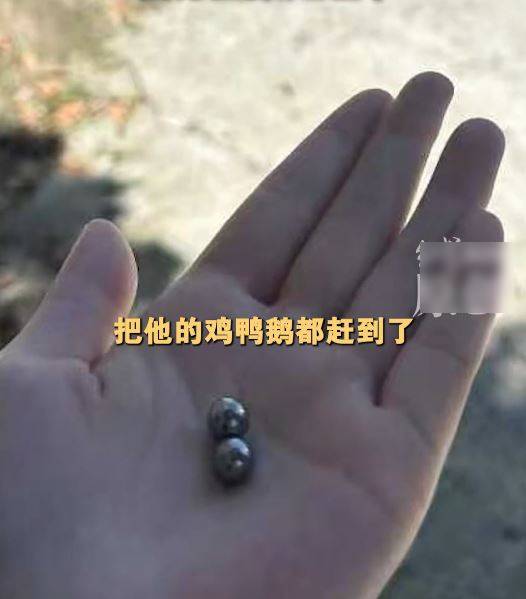 重慶有男子疑用弓弩射殺鄰居2隻幼貓。紅星新聞 重慶有男子疑用弓弩射殺鄰居2隻幼貓。紅星新聞