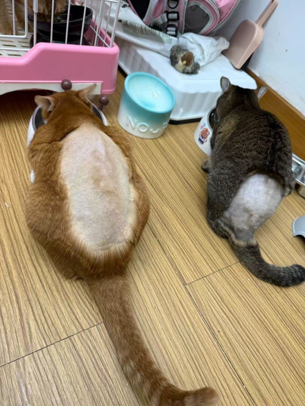 女事主貓咪遇襲後,被帶往剃毛驗傷。Threads@we_are_mewo_mewo_bro 女事主貓咪遇襲後,被帶往剃毛驗傷。Threads@we_are_mewo_mewo_bro