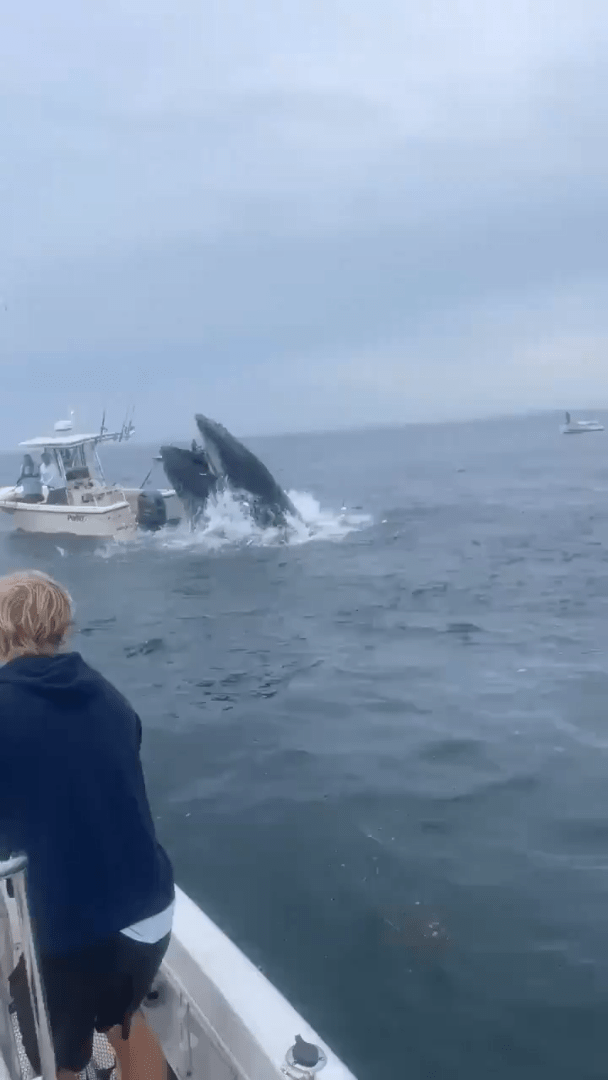 座頭鯨張着嘴躍出水面，非常接近漁船。（X@ryanwhitney6）