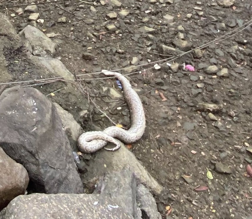 樓主接著指「可能食咗獵物之後哽死? 因為個肚脹脹的」、「因為條蛇發脹得 有點不規則」。fb「將軍澳主場」截圖 樓主接著指「可能食咗獵物之後哽死? 因為個肚脹脹的」、「因為條蛇發脹得 有點不規則」。fb「將軍澳主場」截圖