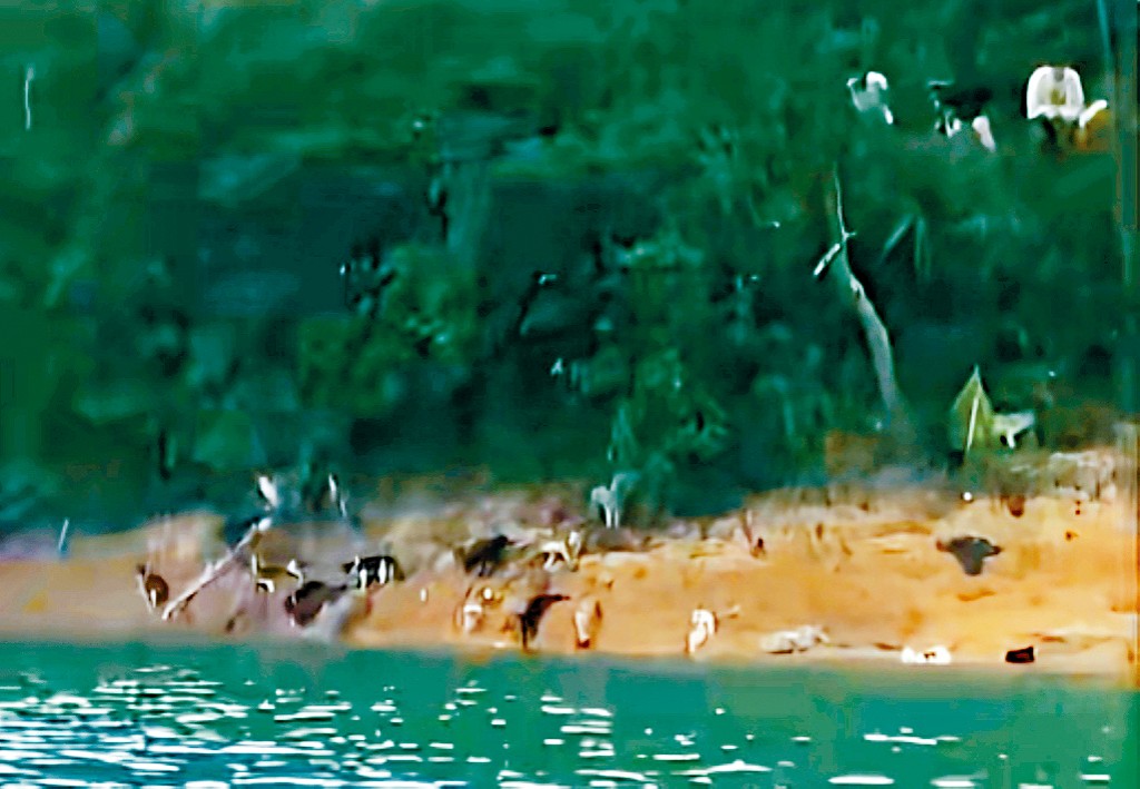 貓咪被放生後四散奔逃。