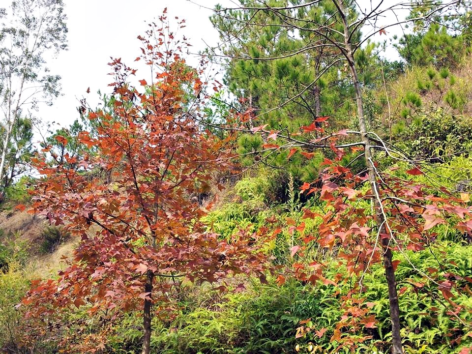 大棠楓香林每年秋冬季都會吸引大批市民觀賞紅葉。資料圖片