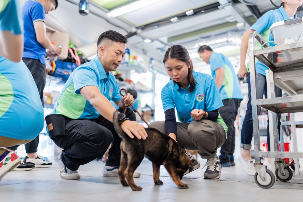 惩教署爱羣义工团辖下的警卫犬队分队，每月恒常前往香港拯救猫狗协会两次，协助训练幼犬。刘骏轩摄