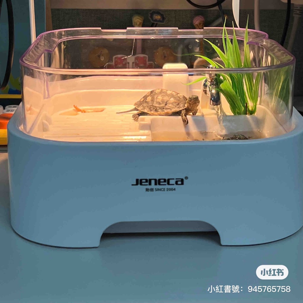 生生不息辦公桌有龜與植物共生系統。（圖片來源：小紅書@TRInA）