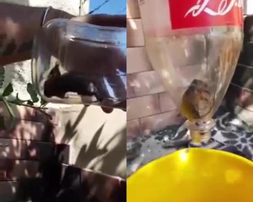 可乐全部倒出后，看到一只完整的死老鼠。（网图）