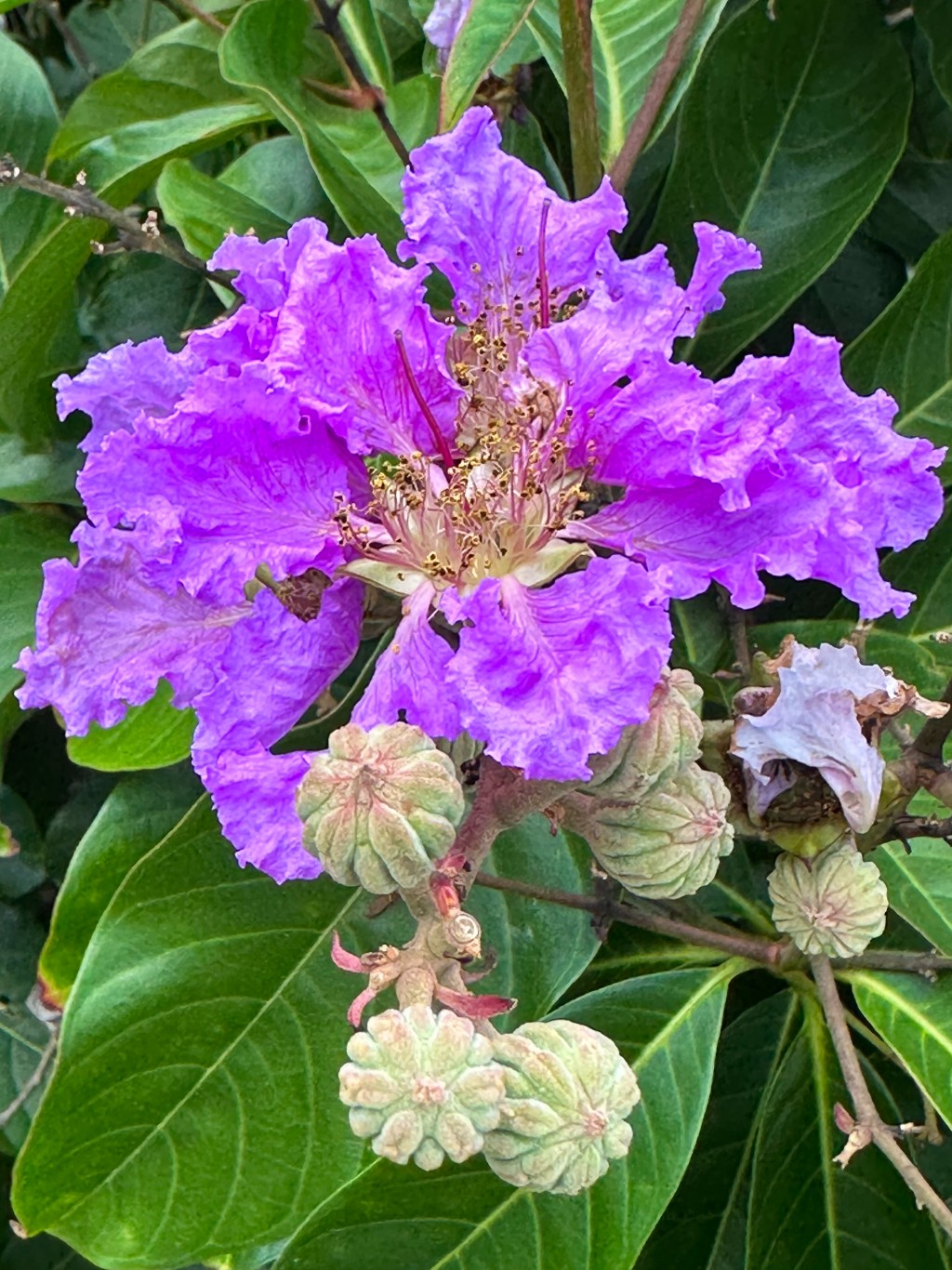 大花紫薇花朵大而呈紫紅色，由六塊皺曲花瓣組成。