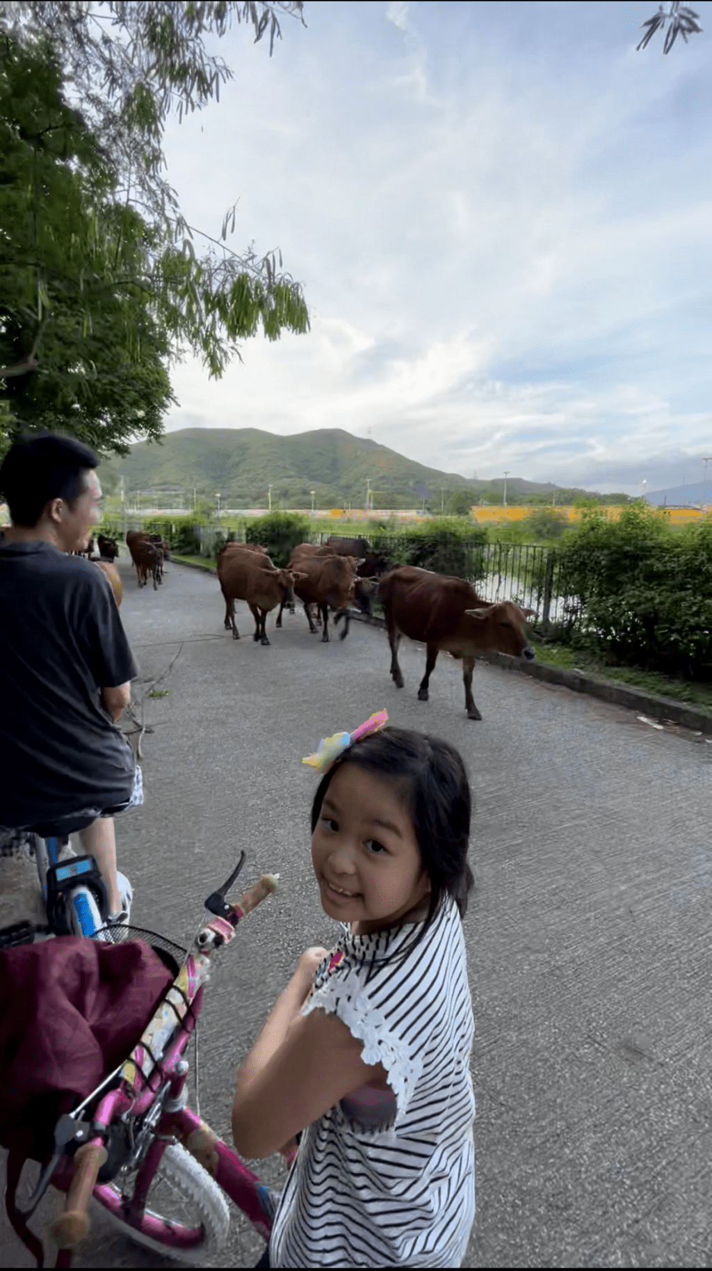 第一次看見牛群，還有很多小牛跟着一起行，非常可愛。