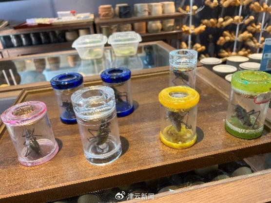 武新偉悉心繁殖蟈蟈及拍短片推廣,吸引不少鳴蟲玩家。津雲新聞 武新偉悉心繁殖蟈蟈及拍短片推廣,吸引不少鳴蟲玩家。津雲新聞