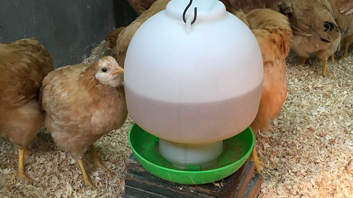 农场鸡舍采用「厚垫床系统」，以合乎衞生方式收集鸡粪再利用。嘉道理农场网站图片