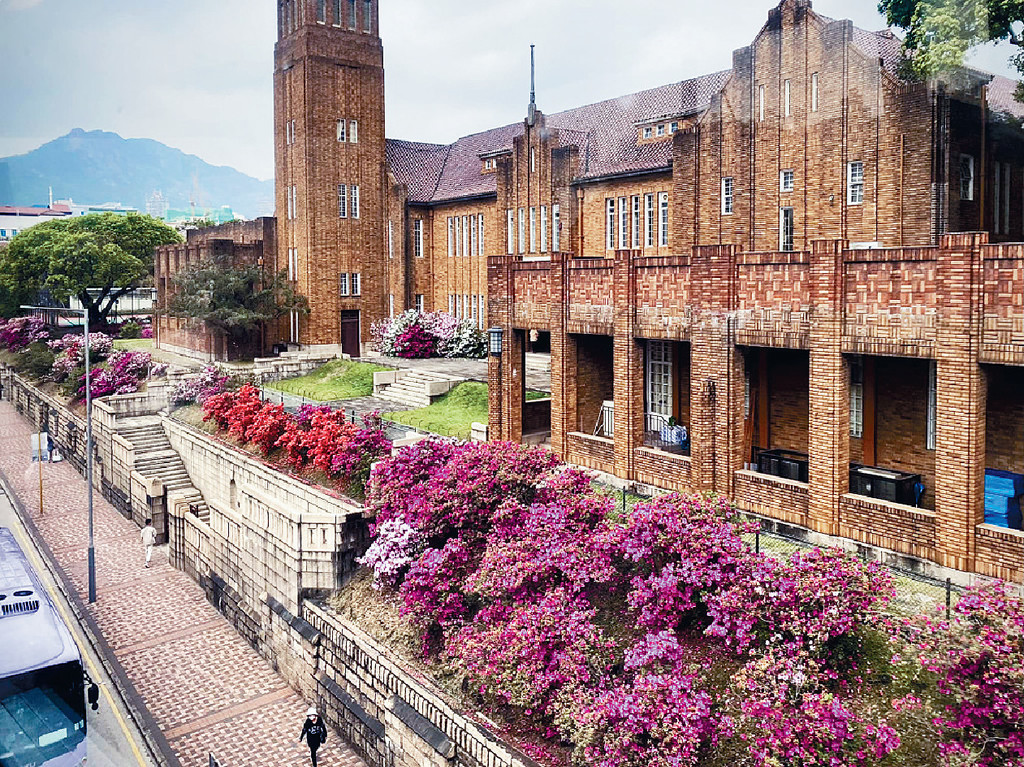 ■瑪利諾修院學校旁嘅小山坡開出一片嘅花海。