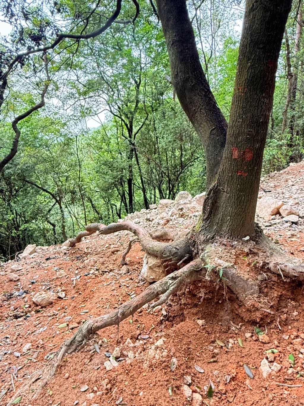 广州暹岗大山遭非法开挖水晶致环境大受破坏。小红书@零