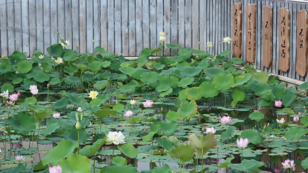 粉嶺康樂公園荷花。「康文賞花情報」截圖 粉嶺康樂公園荷花。「康文賞花情報」截圖