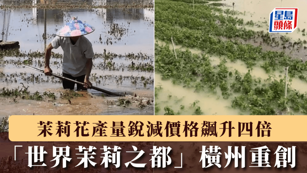 「世界茉莉之都」橫州在廣西洪災下重創，多處花田被淹。