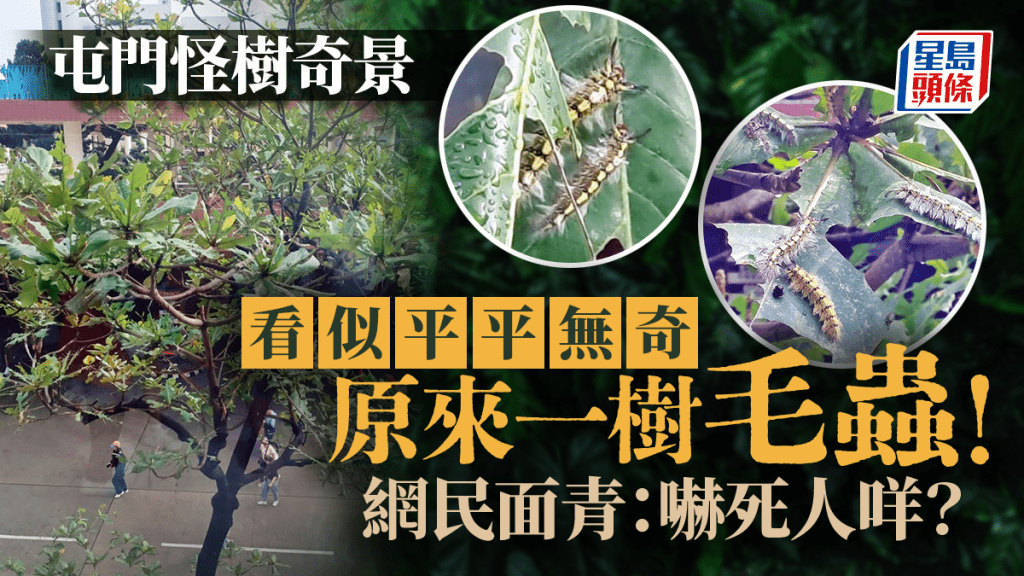 屯門怪樹奇觀 看似平平無奇原來一樹毛蟲！ 網民：嚇死人咩？