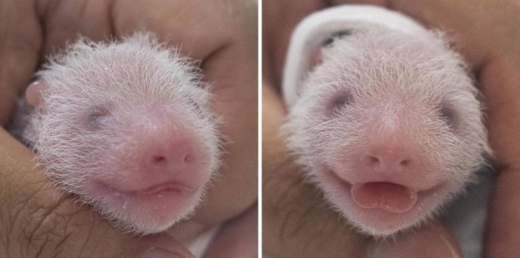 这张由韩国爱宝乐园提供的拼版照片显示，双胞胎大熊猫宝宝出生后在接受健康检查。（新华社发，爱宝乐园供图）