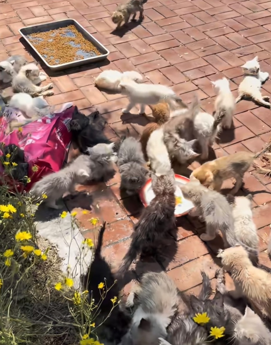 遼寧省瀋陽市近日有上百隻小貓被遺棄。宮平與流浪動物的十四年@小紅書