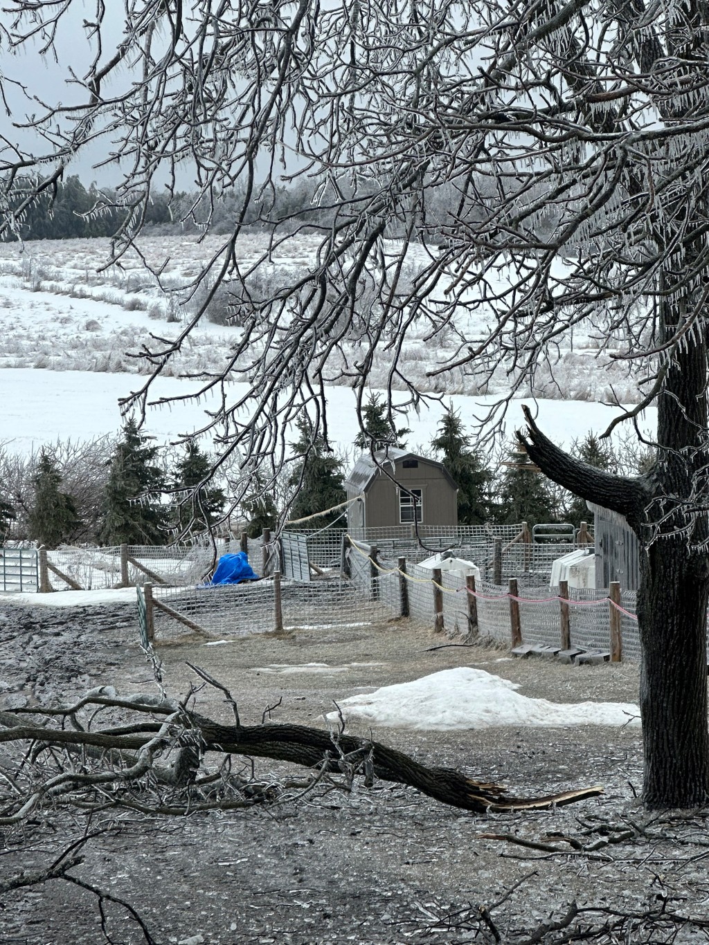 冰風暴來襲，大樹枝斷裂。 路透