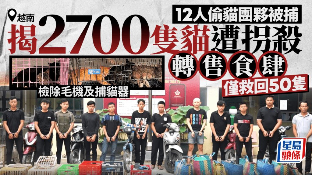 越南破12人偷貓團夥 揭2700隻貓遭拐殺轉售食肆 僅救回50隻