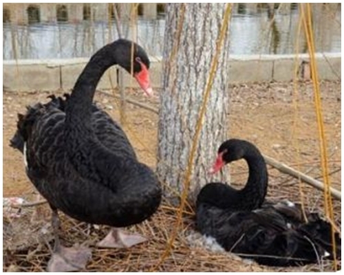園方懷疑有人趁兩隻黑天鵝輪守的空檔期拿走了天鵝蛋。網上圖片