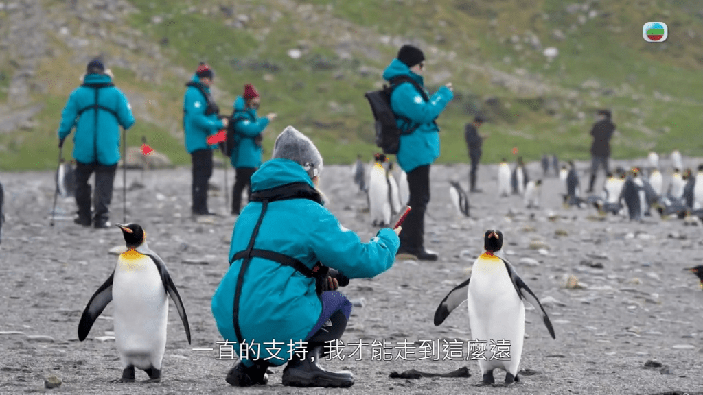 當然少不了企鵝。