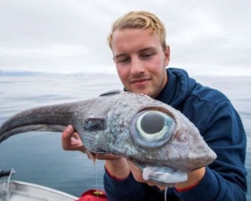 少年深海钓起诡异怪鱼，眼睛大得惊人，他煮了来吃，称比鳕鱼还美味。（网图）
