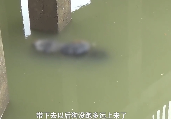 翌日搜救人員在東風渠的一處河道內尋回女子的遺體。網圖