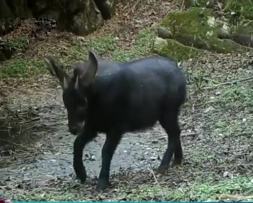 重慶巫溪驚現四不像中華鬣羚蹤影。（網圖）