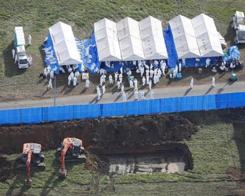 县当局扑杀养猪场内约5400头猪只。网图