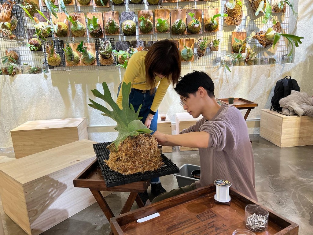 長洲太平清醮2023｜OXY Cheung Chau店內亦提供鹿角蕨板植製作體驗班，若參加此體驗班獲贈OXY咖啡飲品一杯。