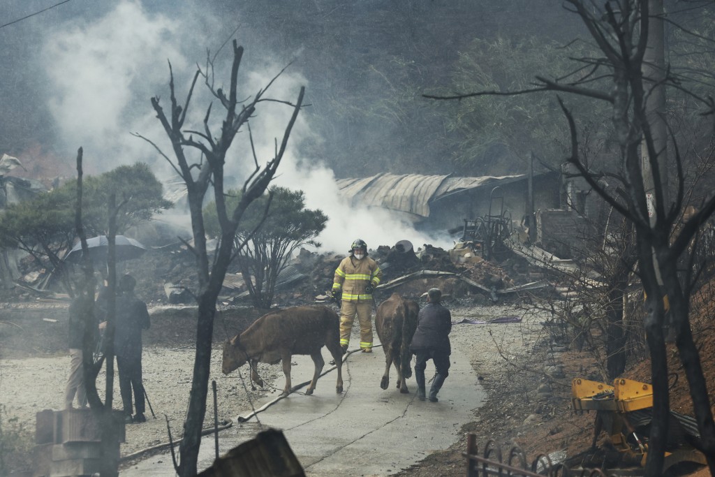 江陵市山林大火，消防員協助當地居民救走牛隻。 美聯社
