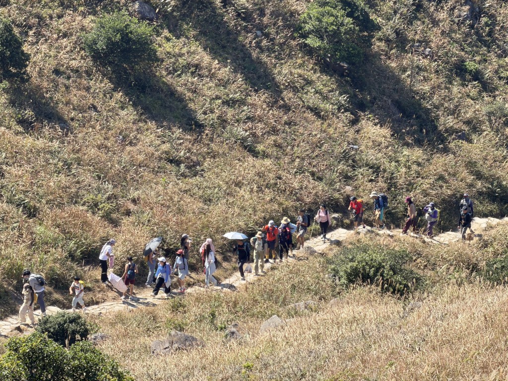 大批內地客趁芒草季上山賞芒。 大批內地客趁芒草季上山賞芒。