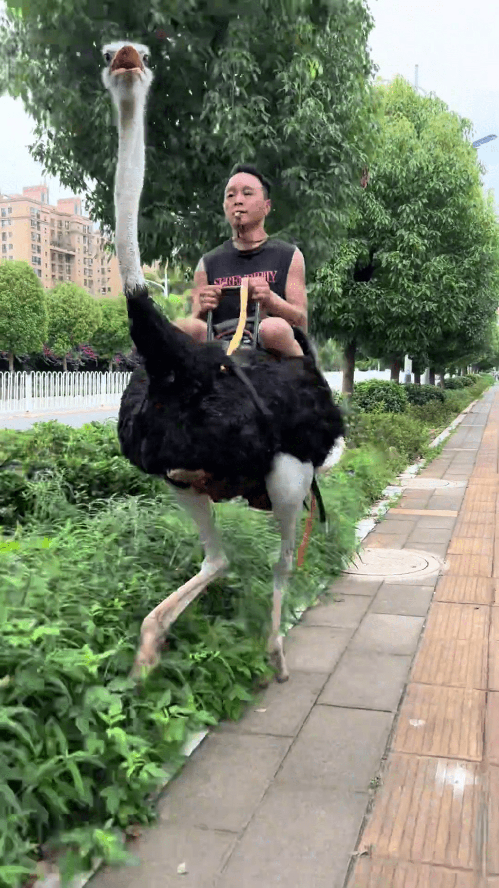 雲南男子騎鴕鳥代步,成網絡熱話。 雲南男子騎鴕鳥代步,成網絡熱話。