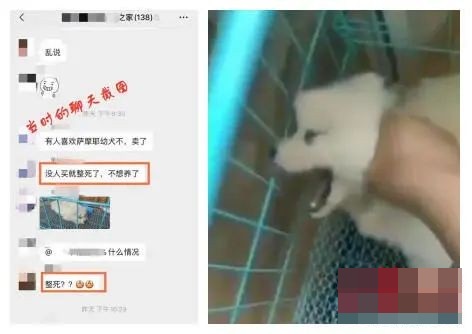 男子拍虐狗片為求將狗出售。網圖