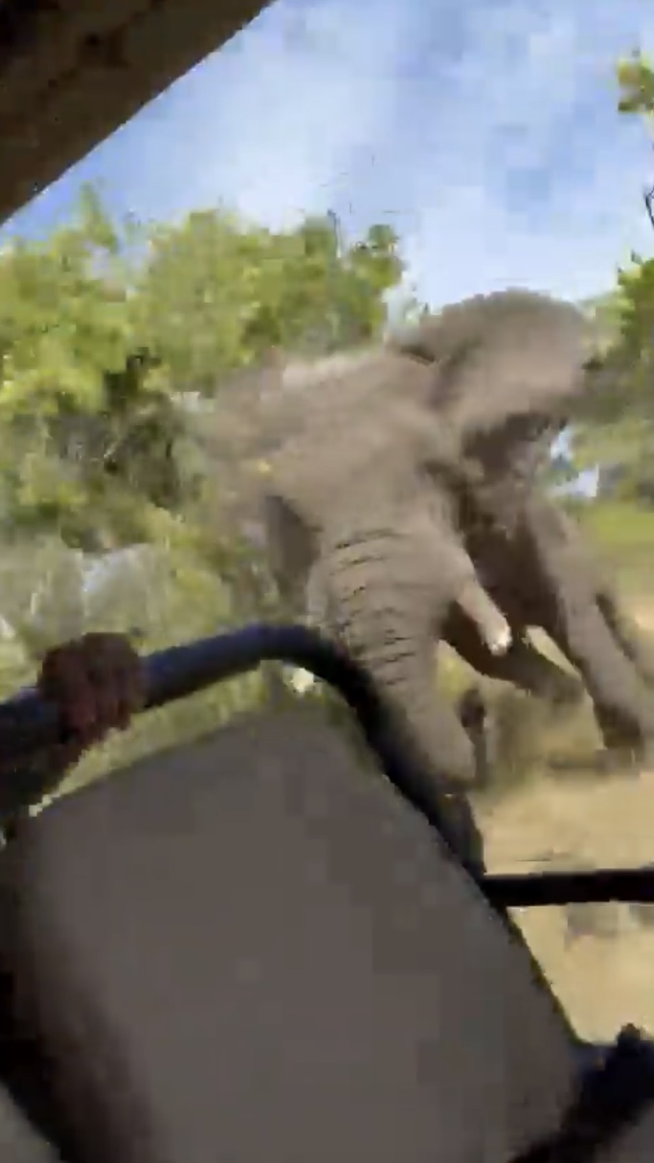 越野车突然停下，大象猛然靠近。