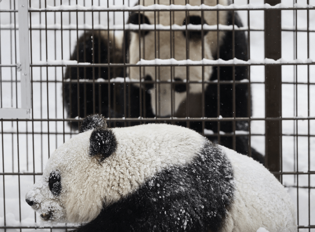 “华豹”和“金宝宝”。路透社