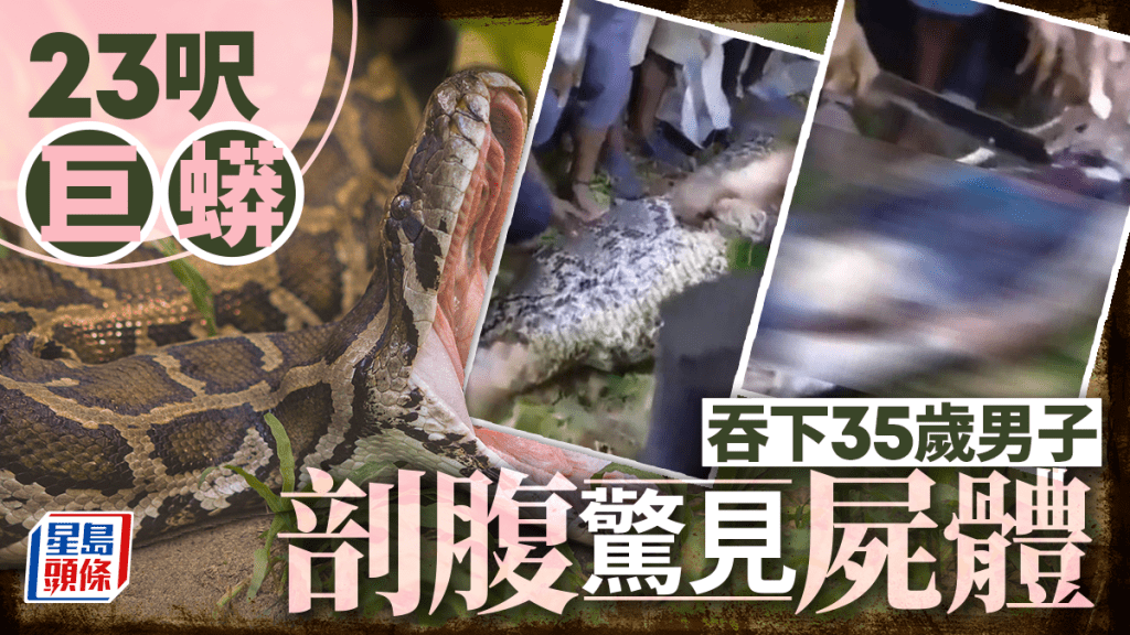 印尼23呎巨蟒吞人 腹部剖開驚見屍體 35歲男慘死