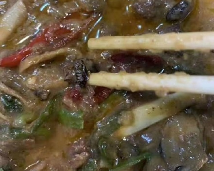 友人先发现一只豆豉般的小曱甴。网图