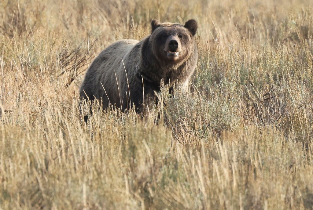 加拿大有灰熊出沒，攻擊師生，釀11人受傷。路透社