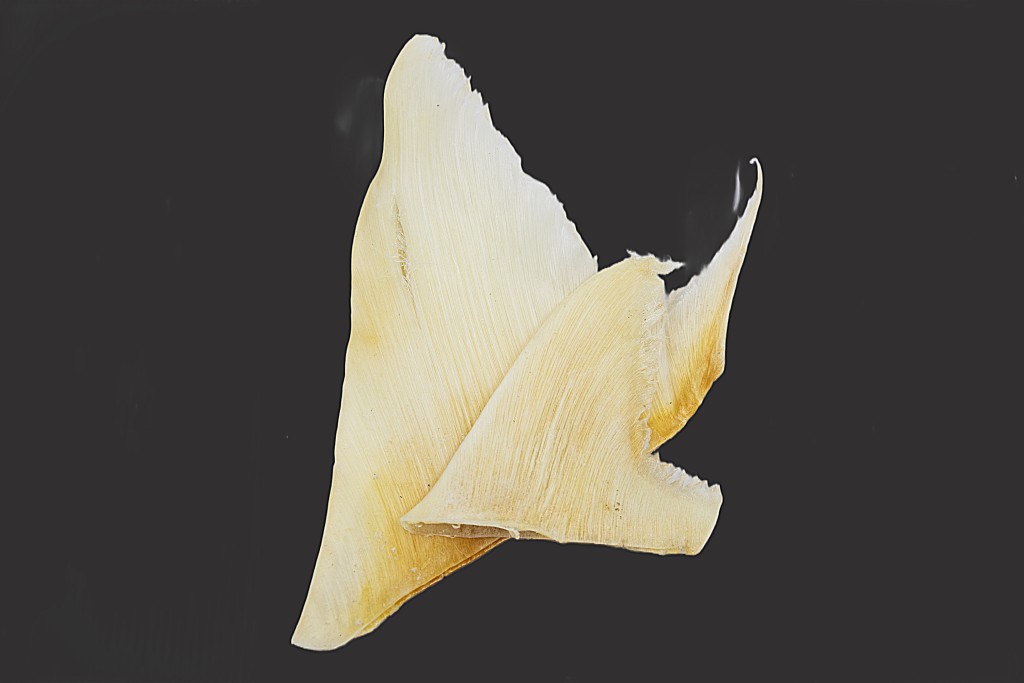 圖示受《保護瀕危動植物物種條例》規管的列明瀕危鯊魚魚翅。